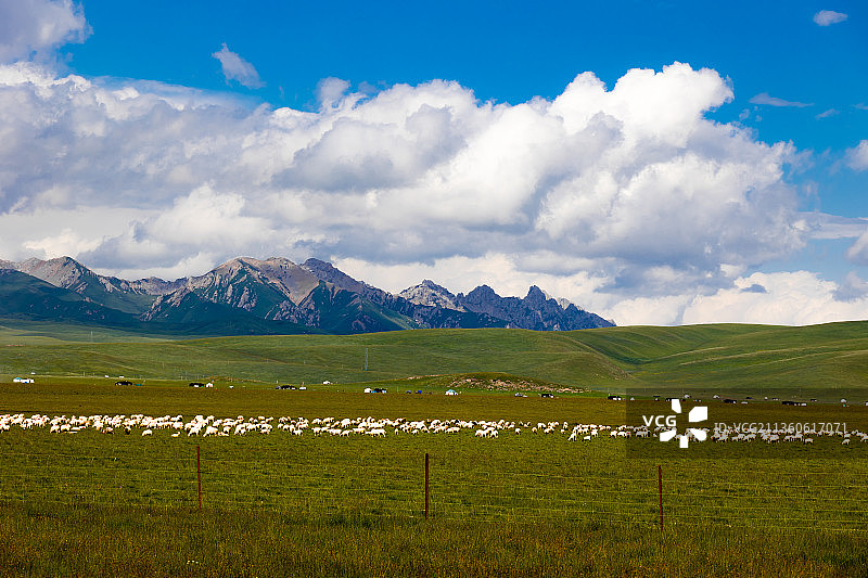 晴朗多云天气，四川阿坝若尔盖县花湖，蓝天白云下草原远山牛羊。图片素材