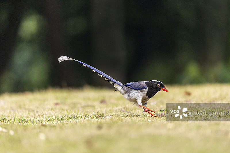 一只红嘴蓝鹊鸟飞落在公园草坪上捡食游客散落的食物图片素材