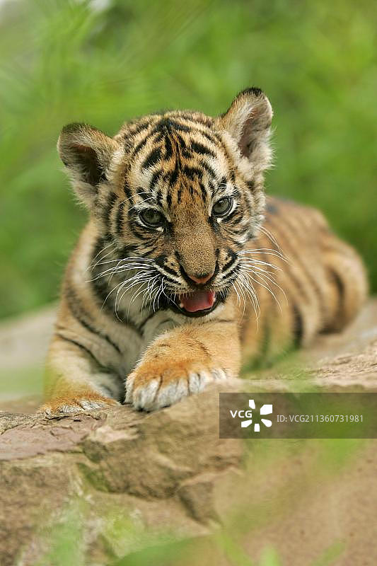 苏门答腊虎(Panthera tigris sumatrae)，幼虎图片素材