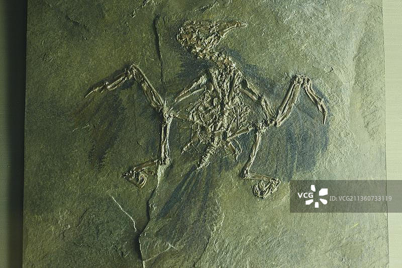 化石鸟，梅塞尔，黑塞，德国(coraciformes)图片素材