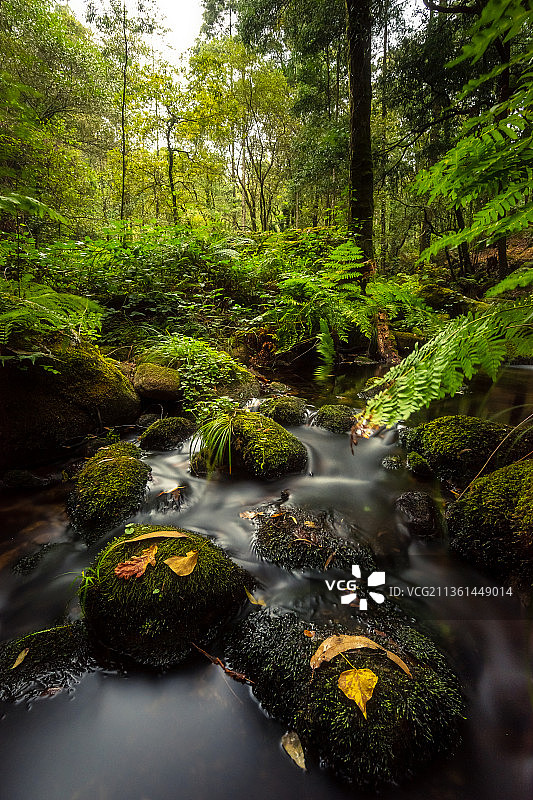 秋天来了，风景的河流在森林中流动，Pontevedra，西班牙图片素材