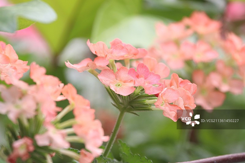 花园马鞭草，粉红色开花植物的特写图片素材