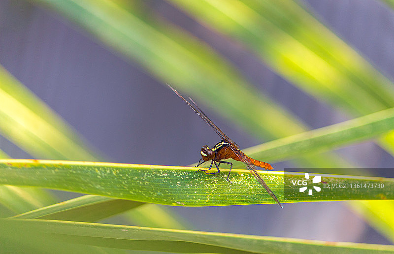昆虫在叶子上的特写，布尼亚普尔，西孟加拉邦，印度图片素材