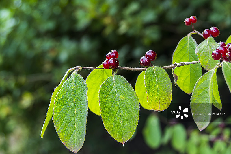 在植物上生长的红色浆果的特写镜头，荷兰瓦森纳图片素材