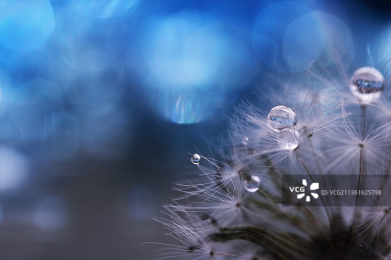 雨，雨，湿蒲公英花的特写图片素材