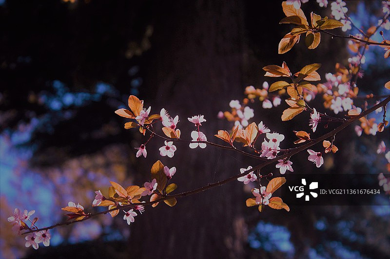 Florecer，樱花树特写，门多萨，阿根廷图片素材