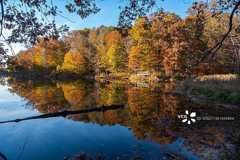 秋天森林中的湖边树木，布朗县州立公园，美国，美国图片素材
