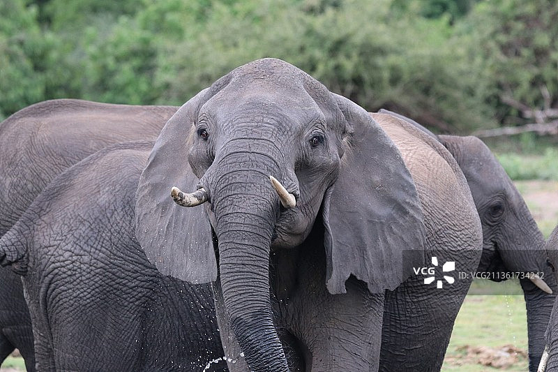 一群非洲象在博茨瓦纳丘比国家公园的丘比河游泳图片素材