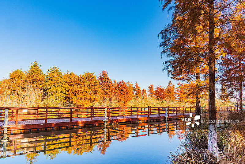 中国江苏苏州城市公园秋天红色水杉林风光图片素材