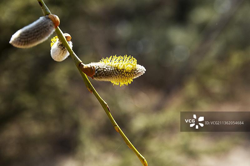 柳树上的柳柳狗相继开花预示着春天来了图片素材