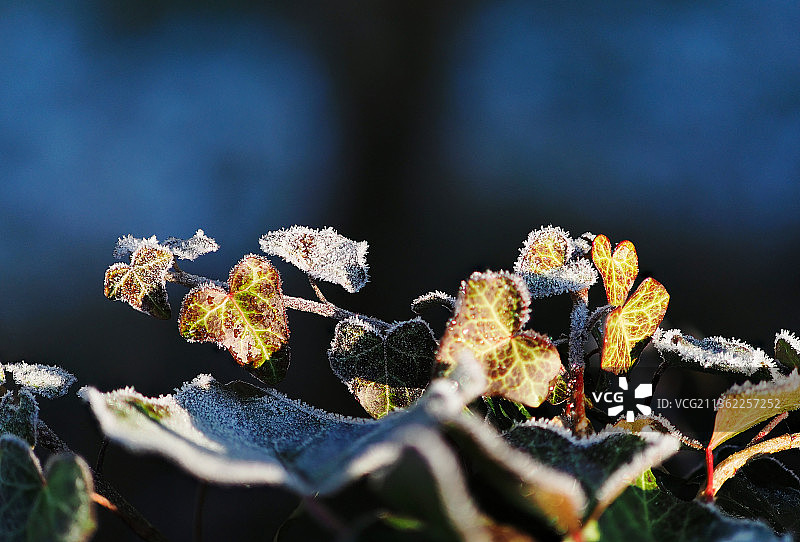 冰冻植物的特写镜头图片素材
