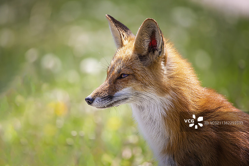 自然之美，近距离的红狐看向别处图片素材