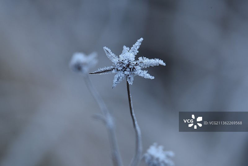 像星星一样，冰冻植物的特写图片素材
