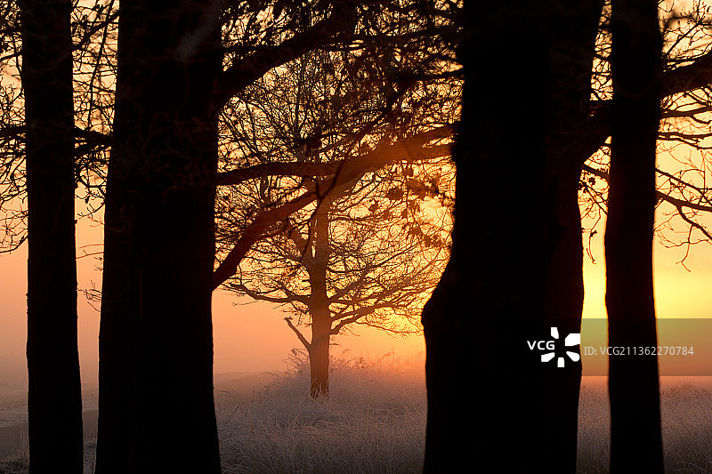 Ritme，日落时天空中树木的剪影图片素材