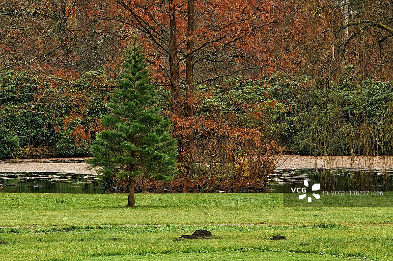 在巴德伯勒堡的Schlosspark，秋天在田野上生长的树木，巴德伯勒堡，德国图片素材
