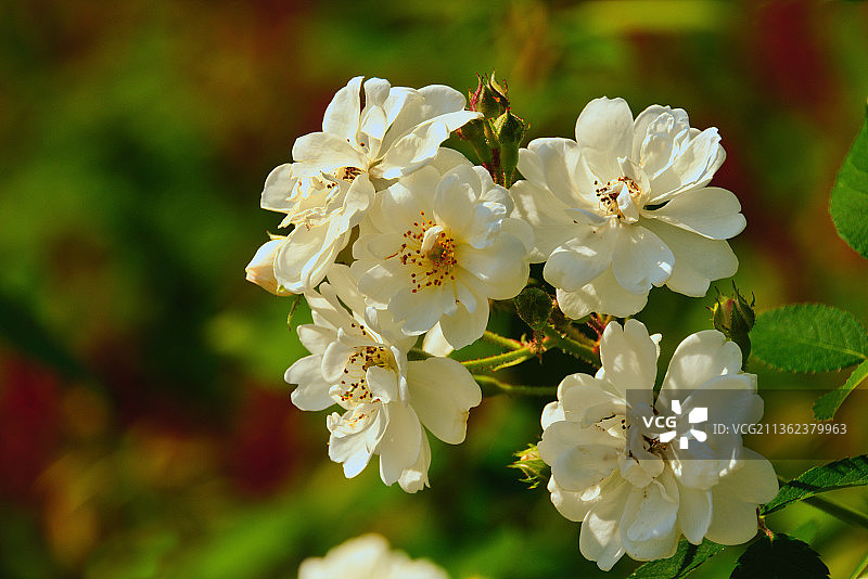 野玫瑰，白色樱花特写，安特卫普，比利时图片素材
