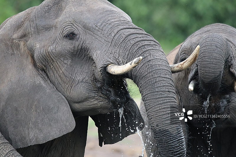 一群非洲象在博茨瓦纳丘比国家公园的丘比河游泳图片素材