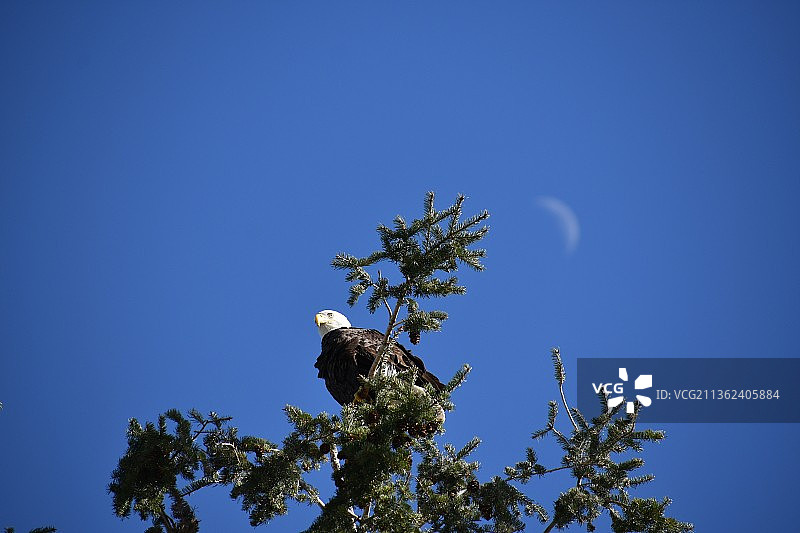 月亮鹰，低角度的秃鹰栖息在树反对清澈的蓝天图片素材