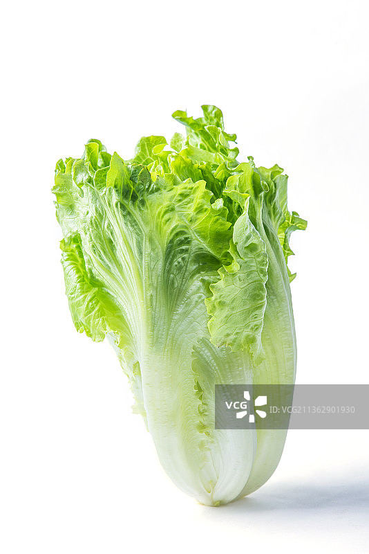 白色背景下的生菜叶子图片素材