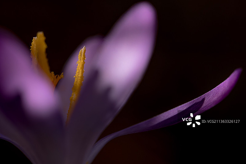 你好春天，紫色番红花在黑色背景下的特写图片素材
