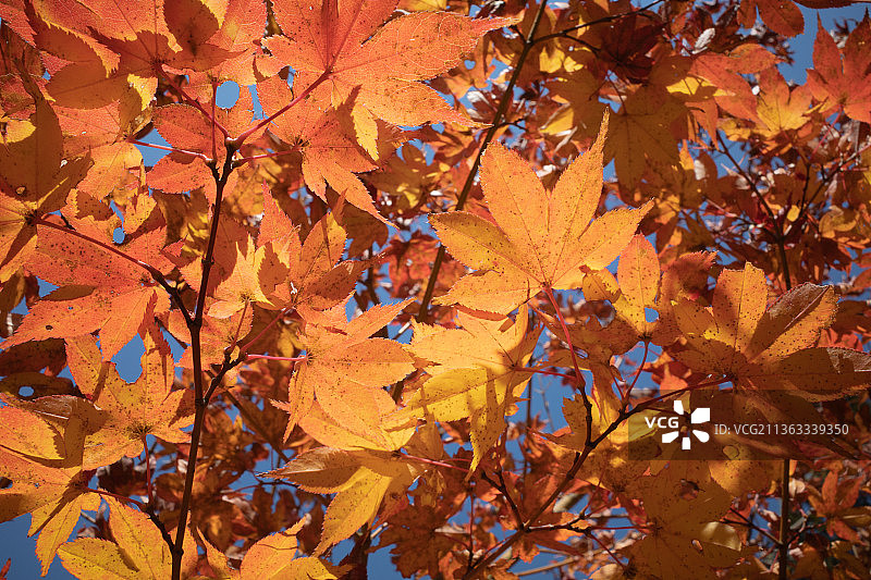 秋叶，枫叶在树上的特写图片素材