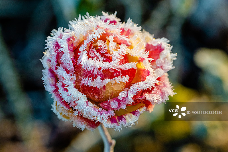冰冻红玫瑰花，粉红玫瑰花的特写图片素材