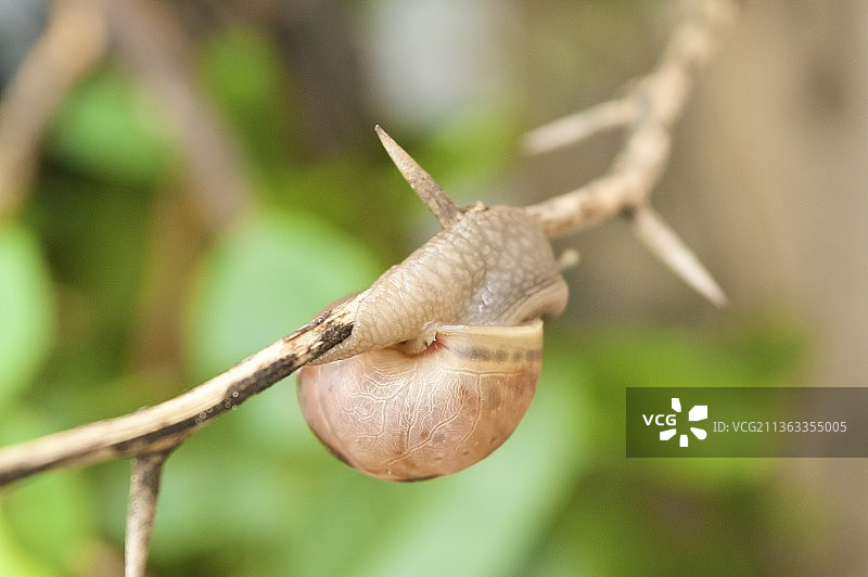 蜗牛壳，植物上蜗牛的特写，钦奈，泰米尔纳德邦，印度图片素材