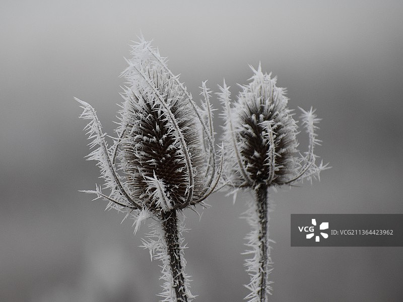 霜续断，干燥植物的特写图片素材