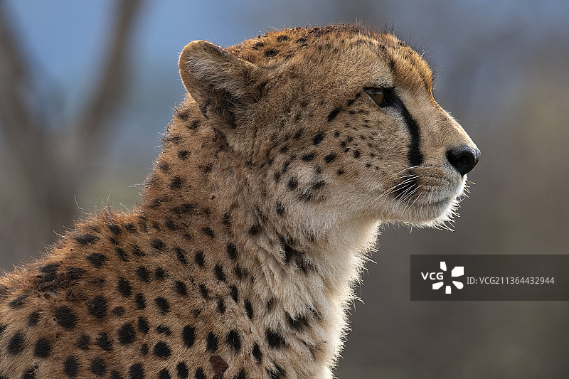 猎豹侧面图，猎豹看向别处的特写，姆库兹庄园，南非图片素材