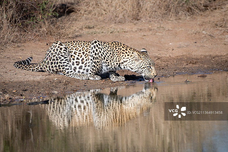 一只美洲豹，Panthera pardus，弯腰从水坑里喝水图片素材