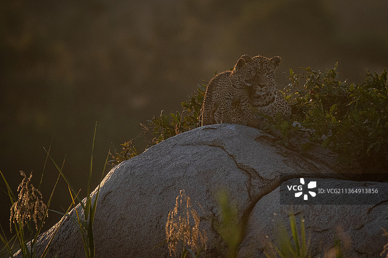 一只名叫Panthera pardus的美洲豹幼崽在夕阳下向躺在巨石上的母亲打招呼图片素材