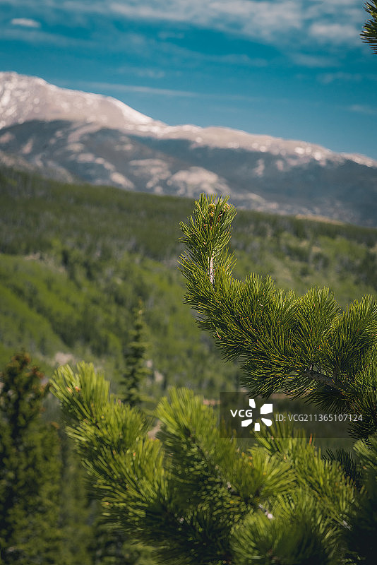 山景，松树对着天空的特写，埃斯蒂斯公园，科罗拉多，美国，美国图片素材