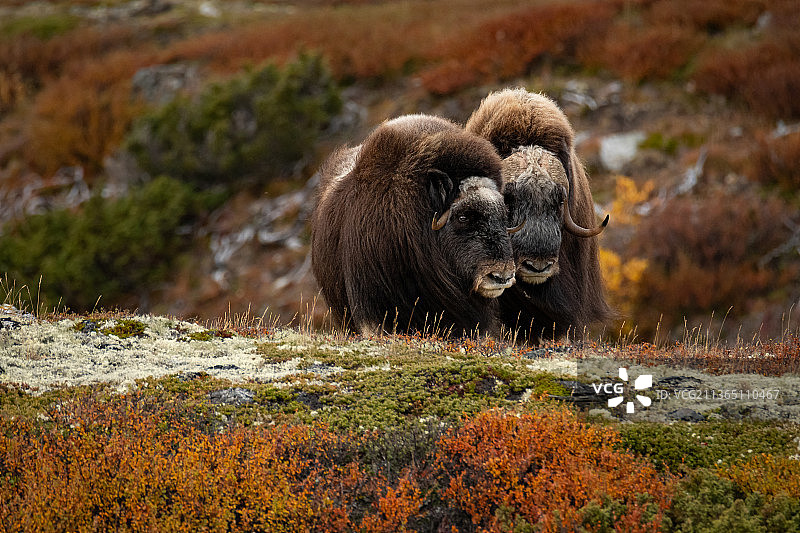 麝牛，羊站在田野上的肖像，挪威，挪威图片素材