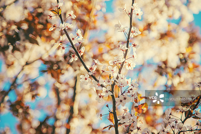 春天开花的树木以天空为背景选择性聚焦图片素材