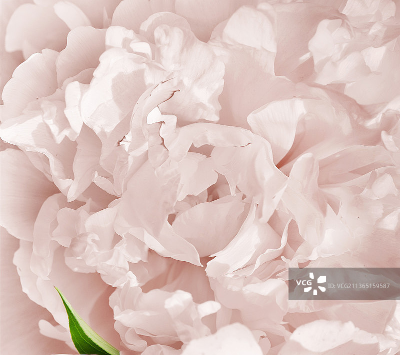 玫瑰特写，白色花朵的全帧镜头图片素材
