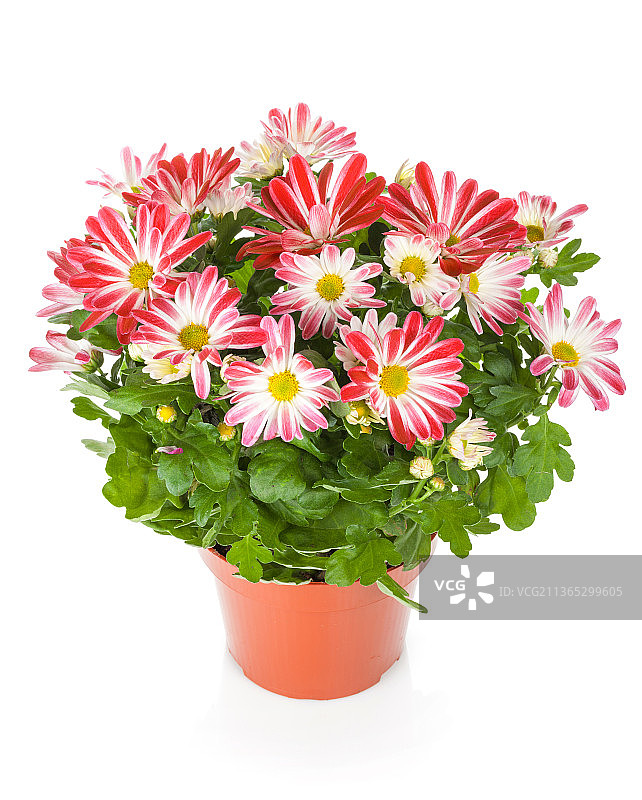 盆花，盆花在白色背景下的特写图片素材