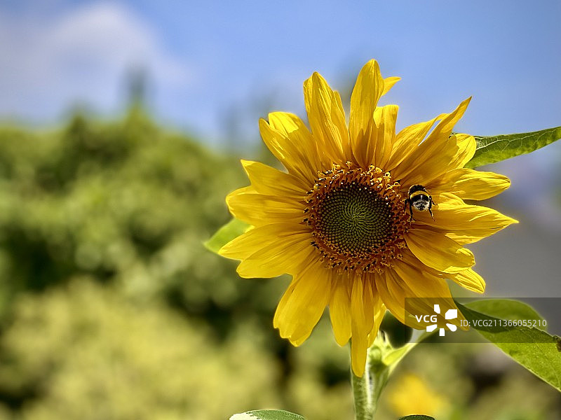 向日葵，黄色向日葵在天空下的特写，普莱西拉，智利图片素材