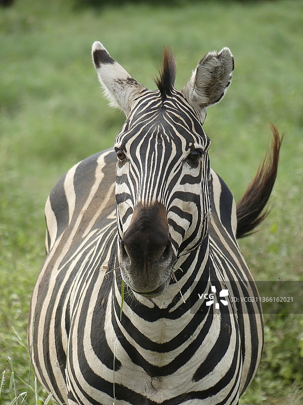 斑马，草原上的波切尔斑马的特写，肯尼亚，恩盖雷马拉图片素材