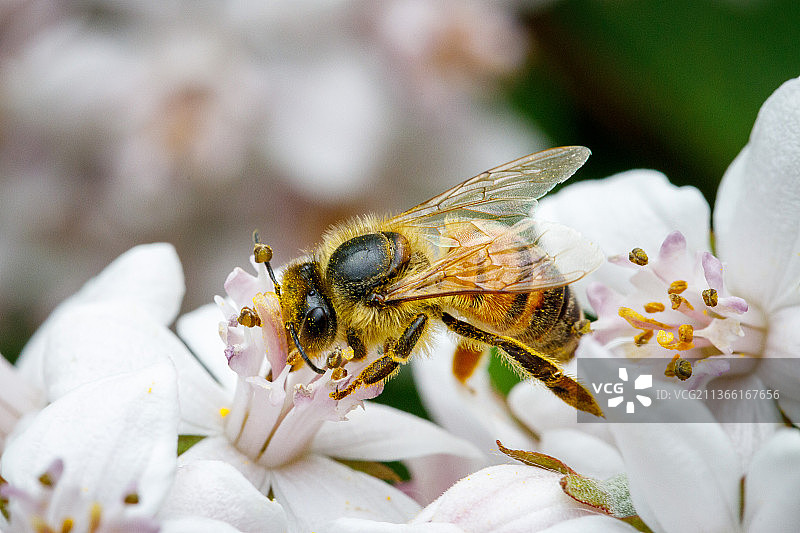 奥地利格拉茨，蜜蜂在花上授粉的特写镜头图片素材