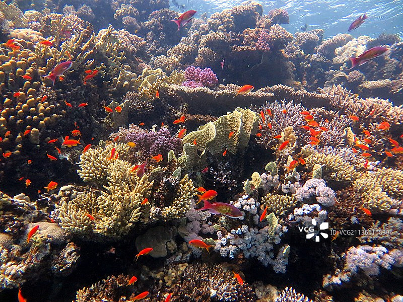 红海色彩斑斓的珊瑚礁，热带咸水鱼在海里游泳的特写图片素材