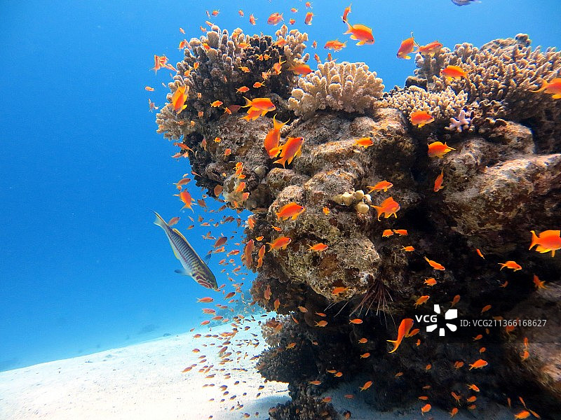 红海色彩斑斓的珊瑚礁，海中珊瑚的特写图片素材