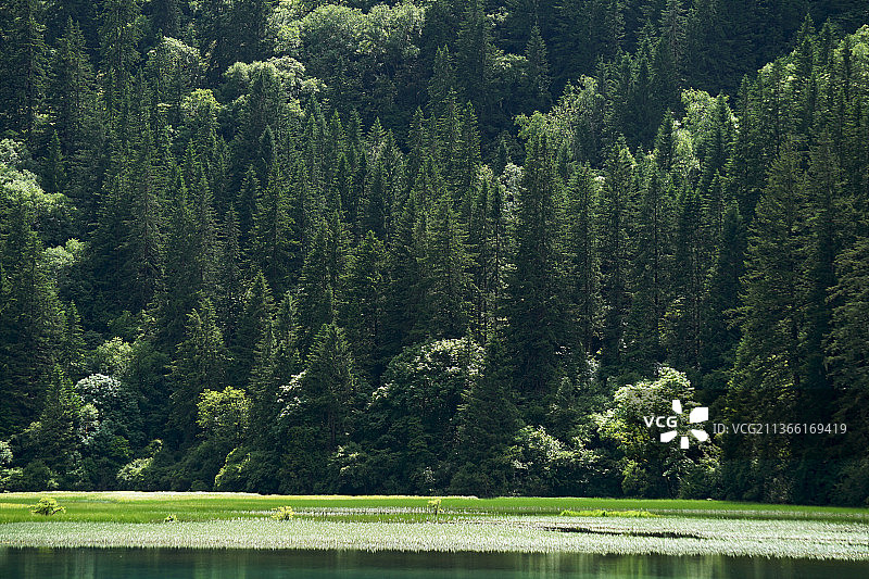 森林中的湖景图片素材