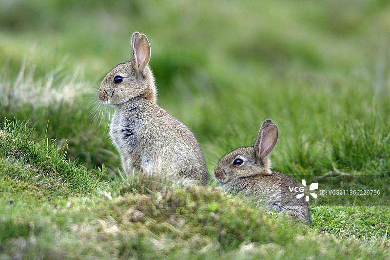 欧洲幼兔(Oryctolagus cuniculus)，英国图片素材