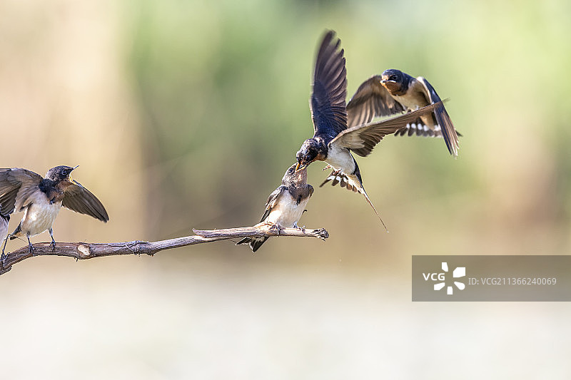 亲鸟给雏鸟喂食，小燕子站立在枝头争相抢夺位置抢食图片素材