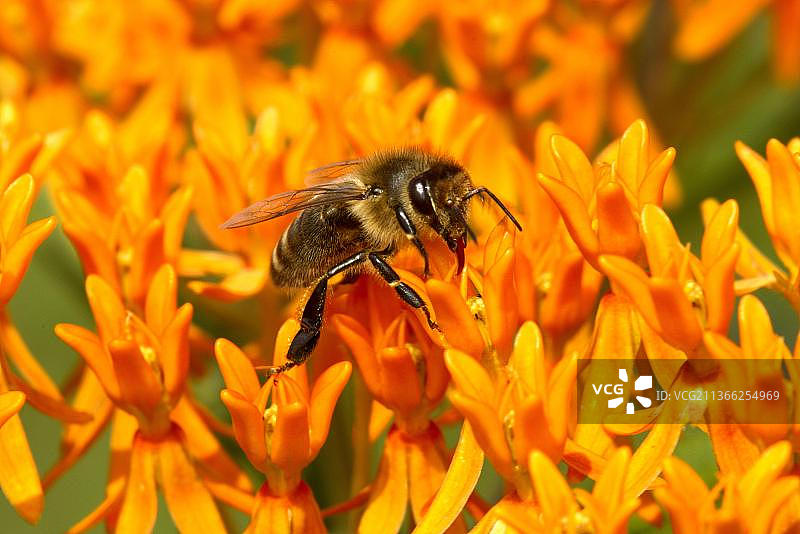 美国西部蜜蜂(Apis mellifera)引进种，成年雌性工蜂，以蝶草(Asclepias tuberosa)花的花蜜为食图片素材