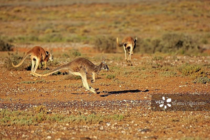 红袋鼠，一群正在跳跃的成年袋鼠，斯特国家公园，新南威尔士州，澳大利亚，大洋洲图片素材