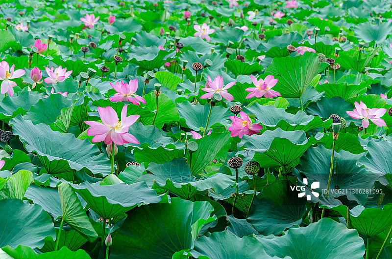 中国室外公园荷塘湖水中清新美丽的荷花与荷叶图片素材