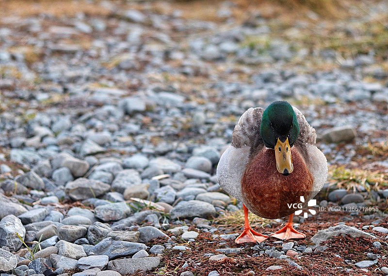 特卡波湖畔的冰冻鸭子，野鸭在田野上栖息的特写镜头图片素材