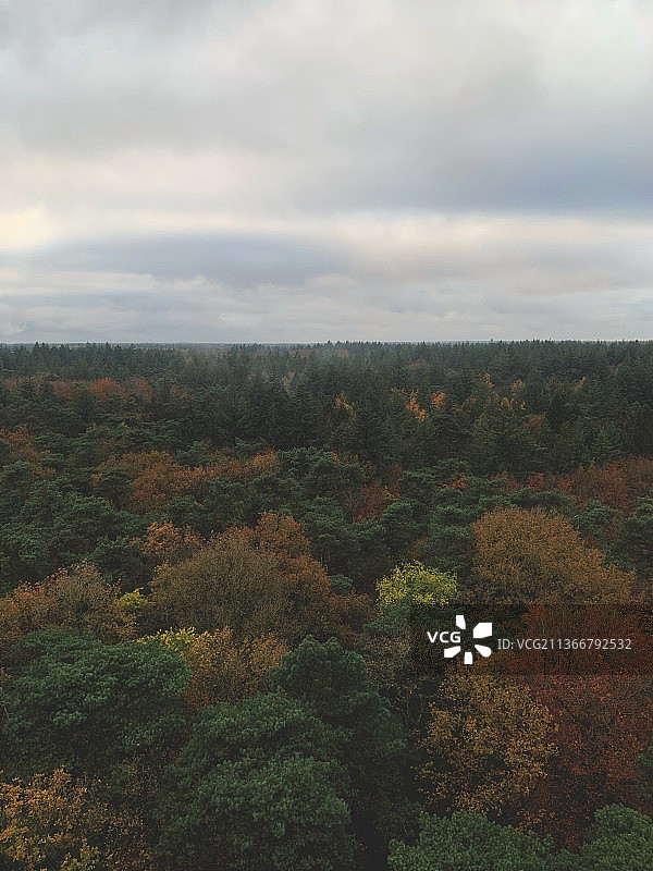 荷兰阿佩尔沙，天空衬托下的森林美景图片素材