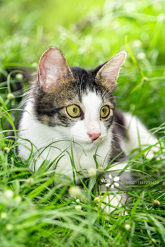 可爱的黑白猫坐在新鲜的草地上图片素材